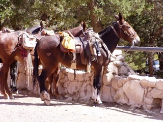 foto del Grand Canyon